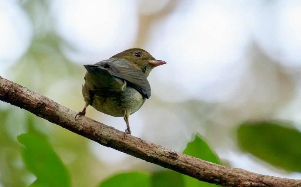 Red-capped Manakin - ML137161411