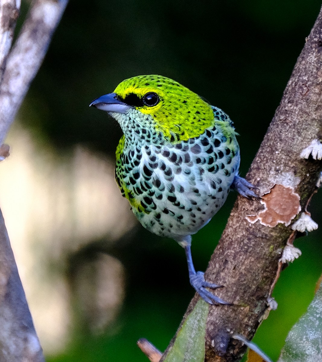 Speckled Tanager - ML137162411