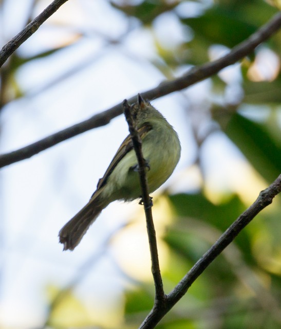 Sepia-capped Flycatcher - ML137162601