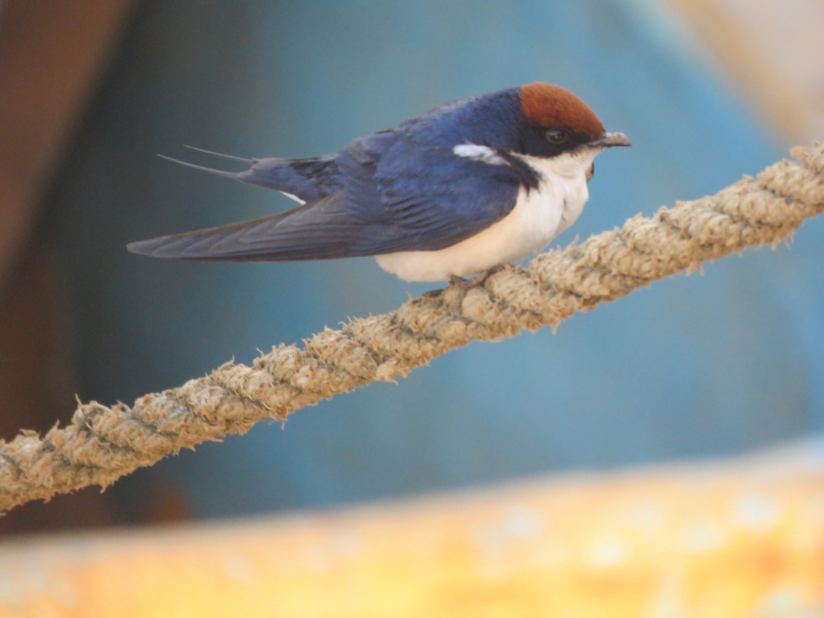Wire-tailed Swallow - Brian Rapoza
