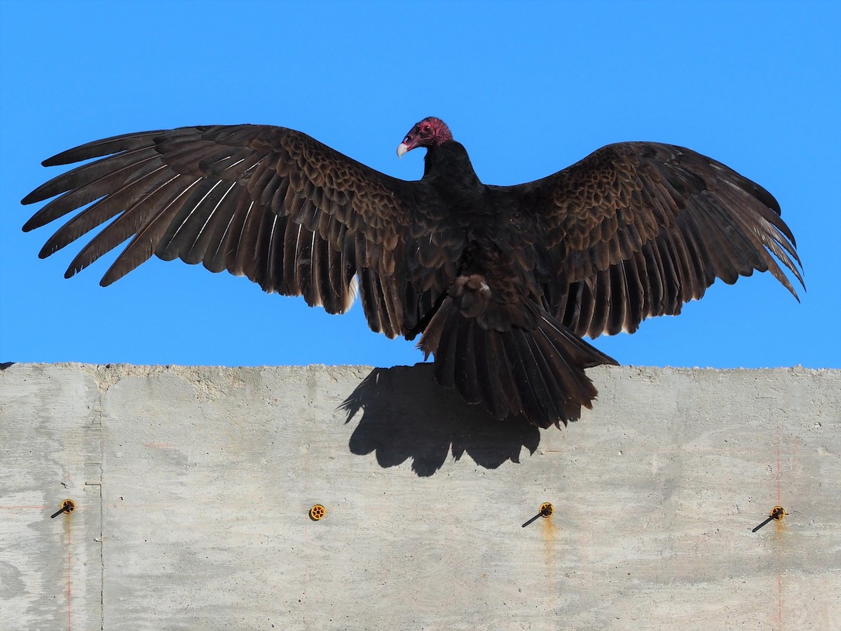 Turkey Vulture - ML137172391