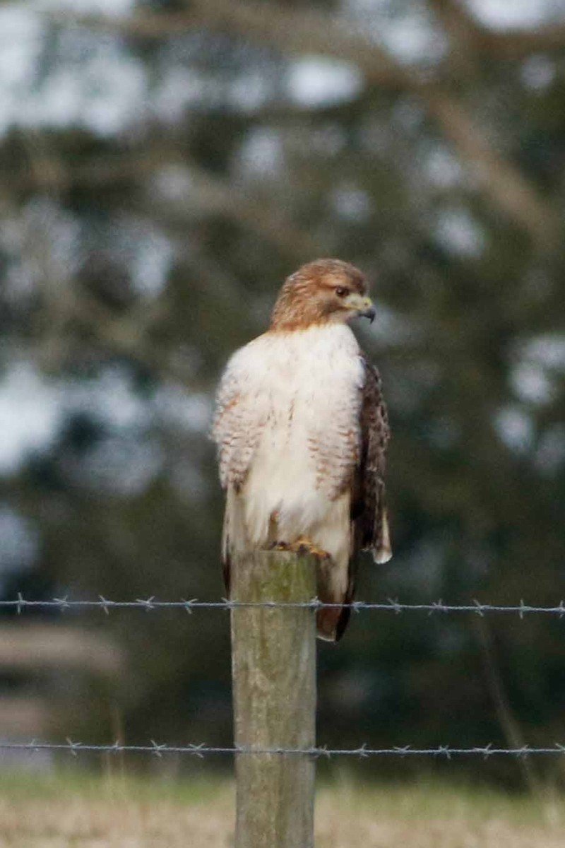 Red-tailed Hawk - Byron Stone