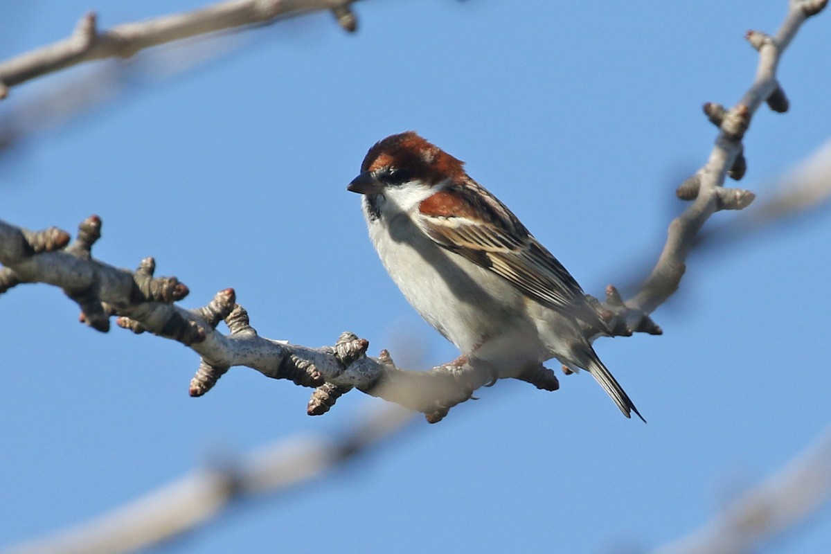Russet Sparrow - ML137175901