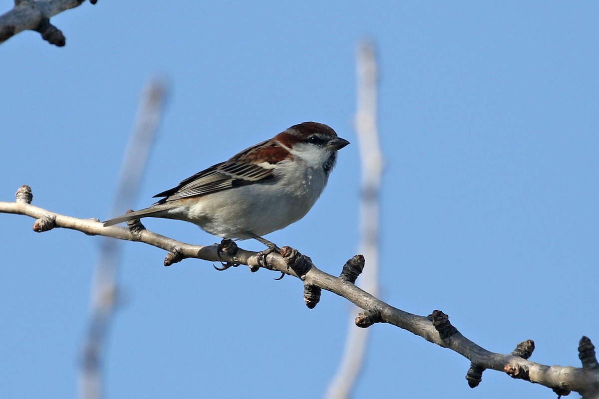 Russet Sparrow - ML137175911