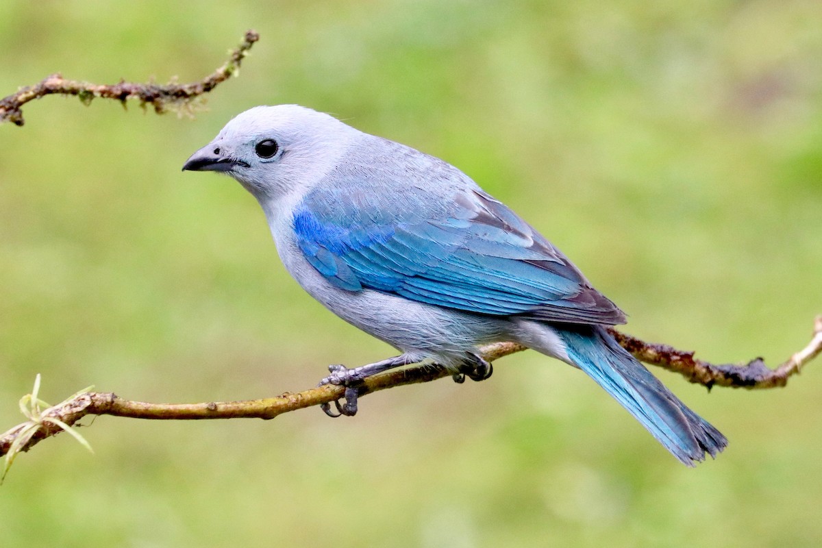 Blue-gray Tanager - ML137178911