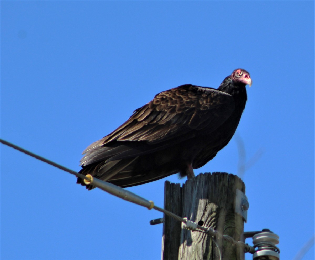 Turkey Vulture - Robert Boudet