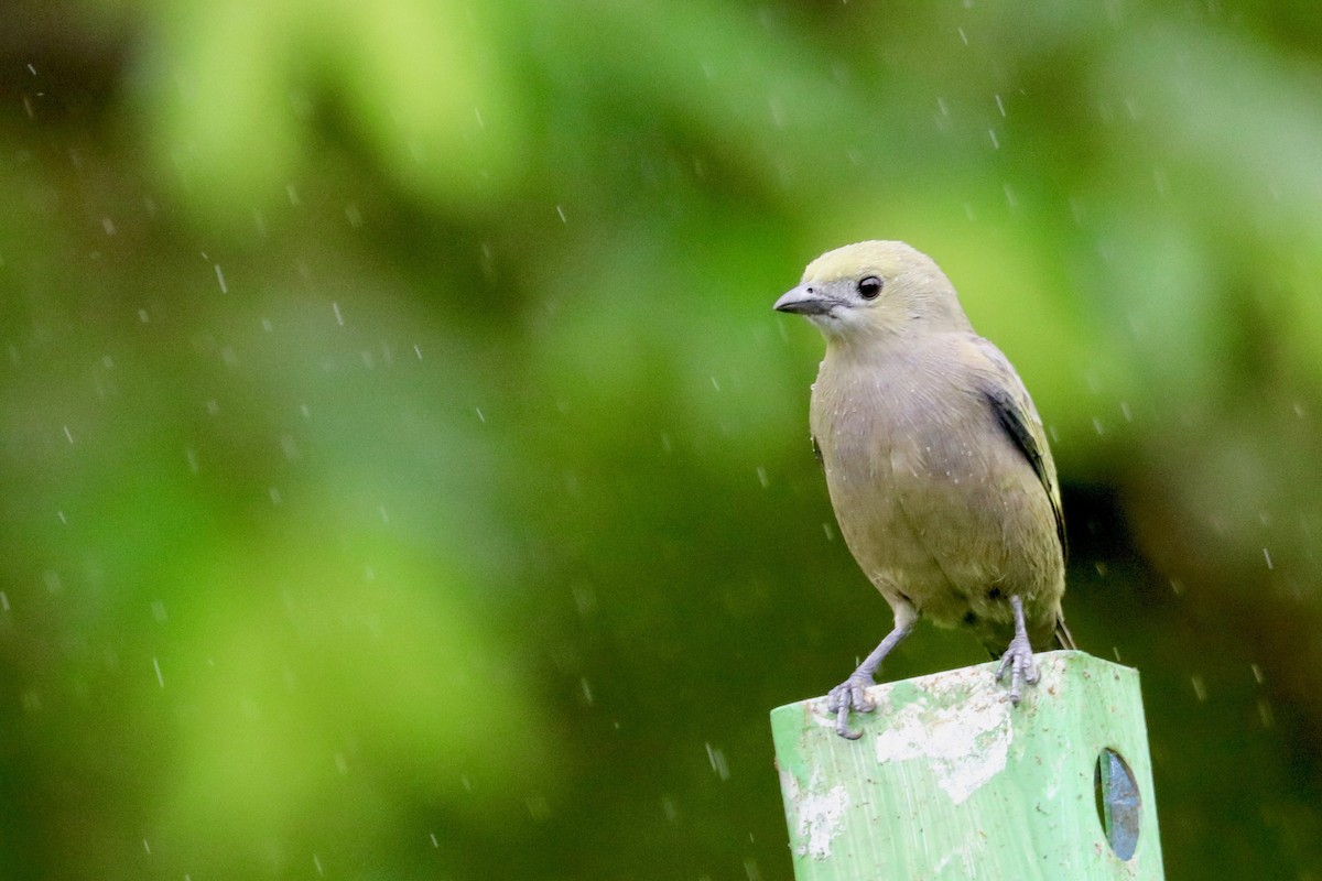 Palm Tanager - ML137181651