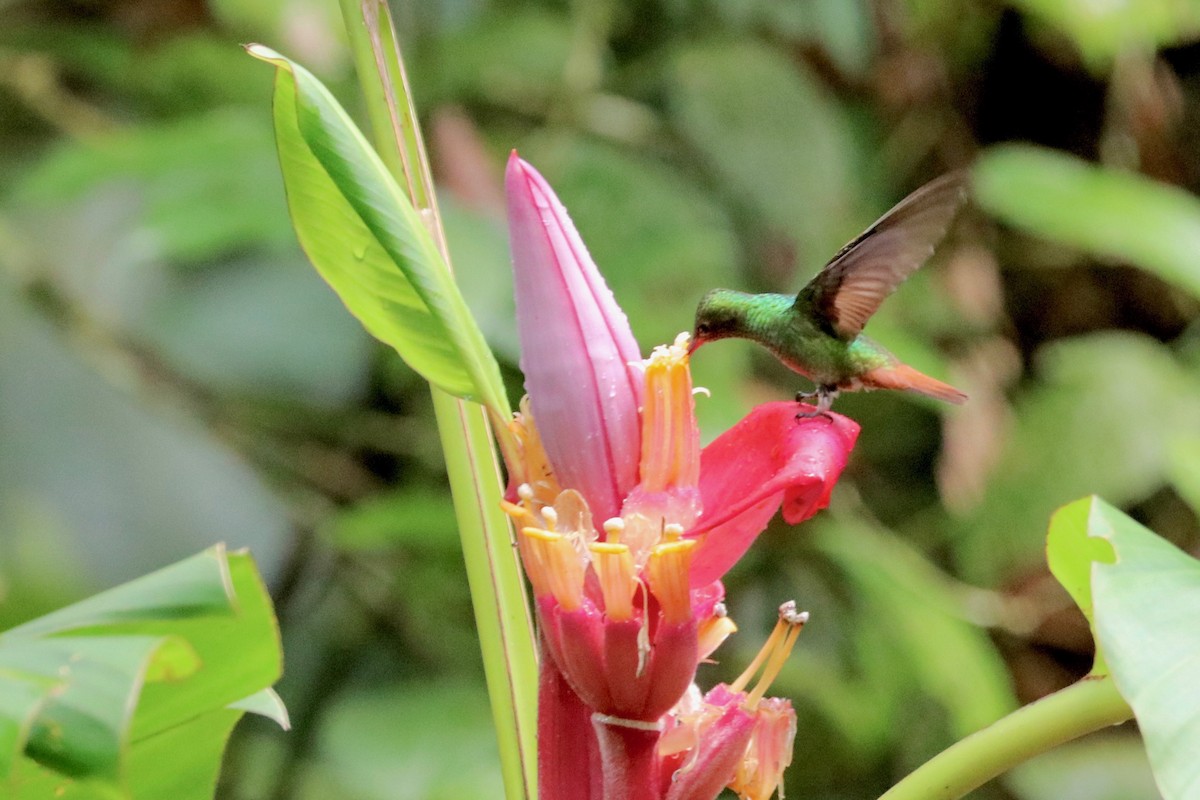 Rufous-tailed Hummingbird - ML137186021
