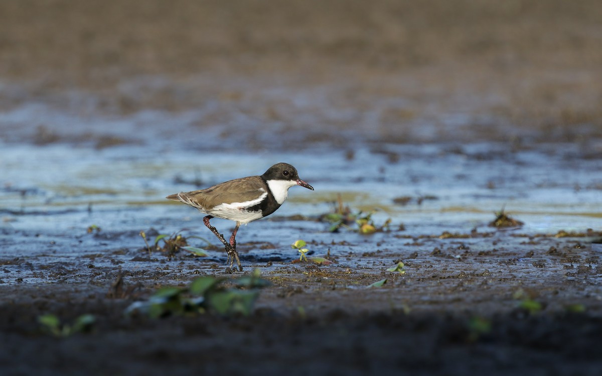 Red-kneed Dotterel - Ged Tranter