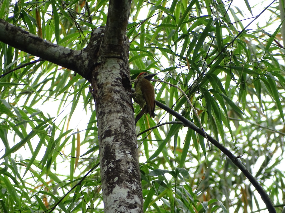 Golden-olive Woodpecker - ML137188451