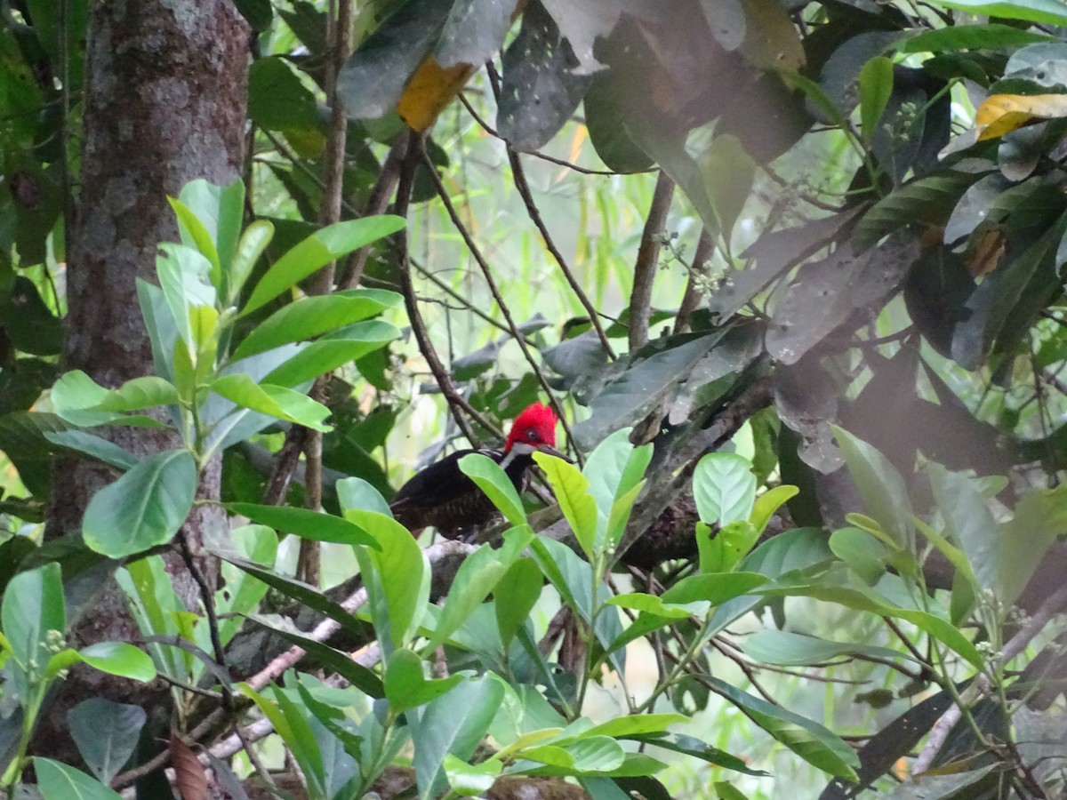 Guayaquil Woodpecker - Mark Dorriesfield