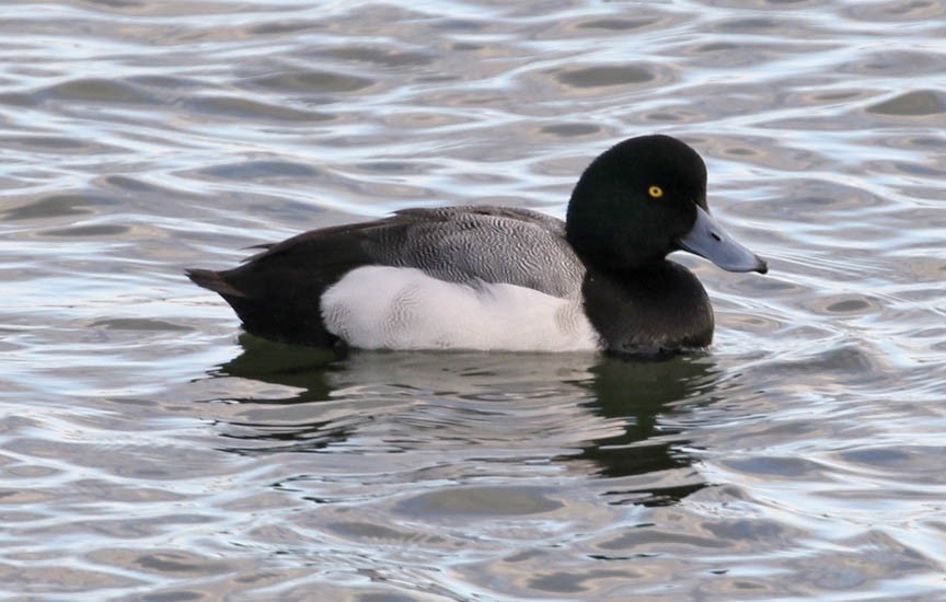 Greater Scaup - ML137192131