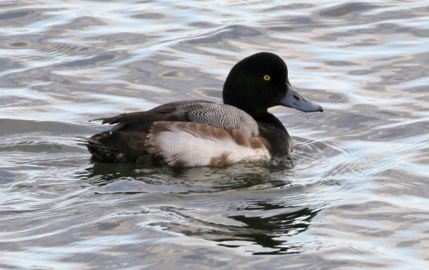 Greater Scaup - ML137192151