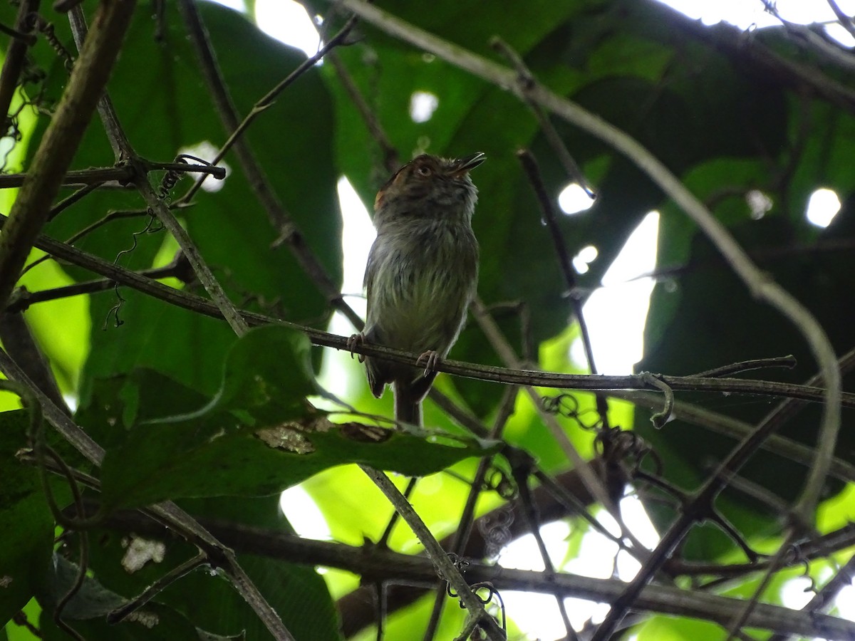 Scale-crested Pygmy-Tyrant - ML137193271