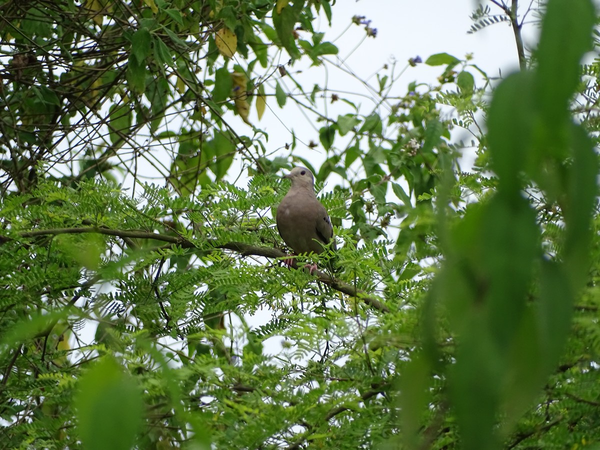 Ecuadorian Ground Dove - ML137194461