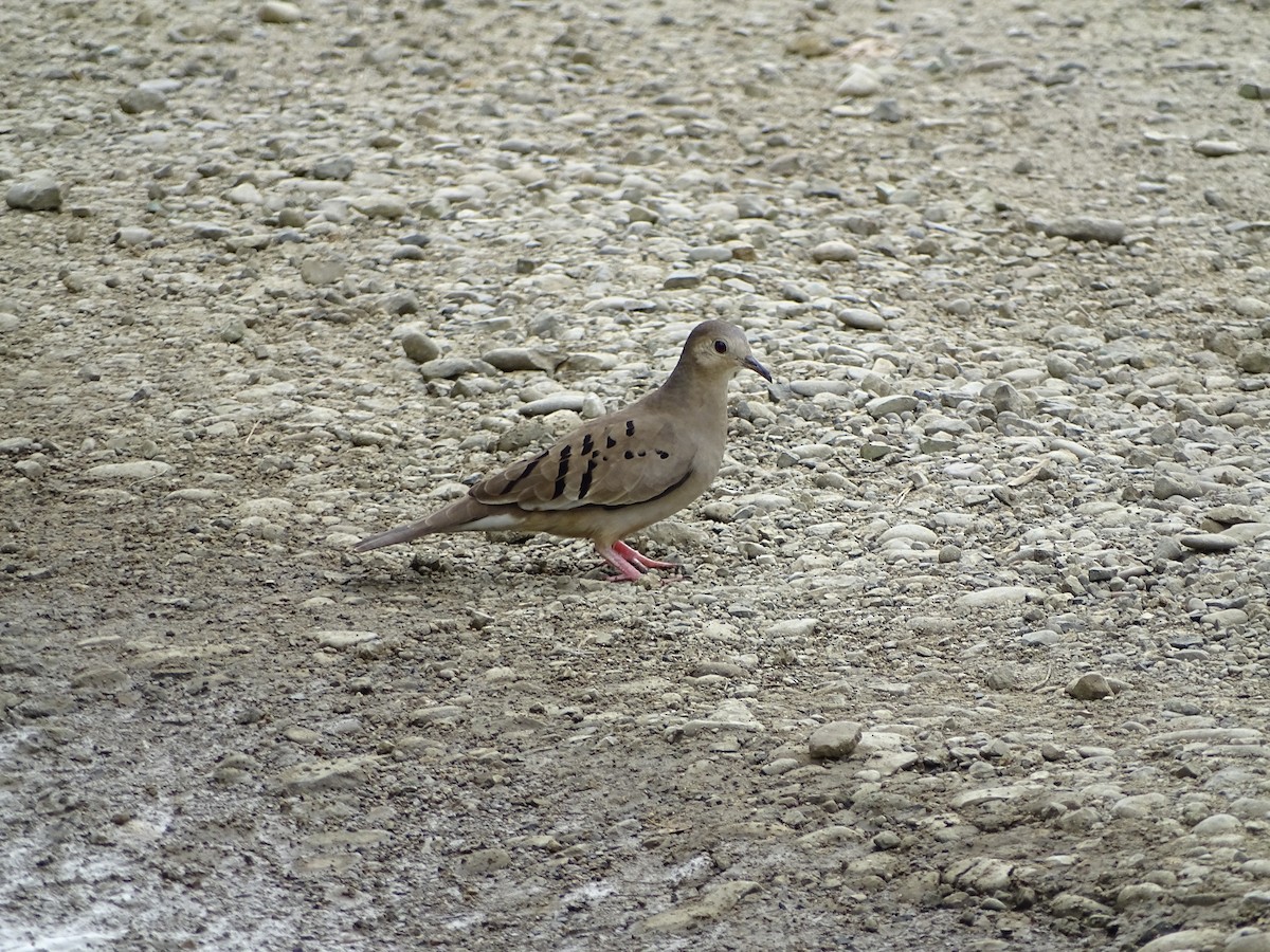 Ecuadorian Ground Dove - ML137194761