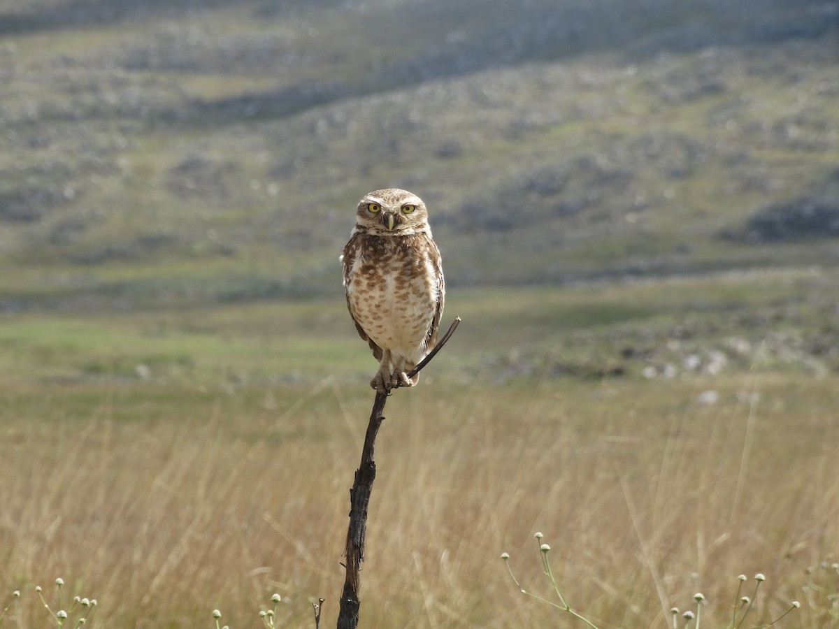 Burrowing Owl - ML137195701