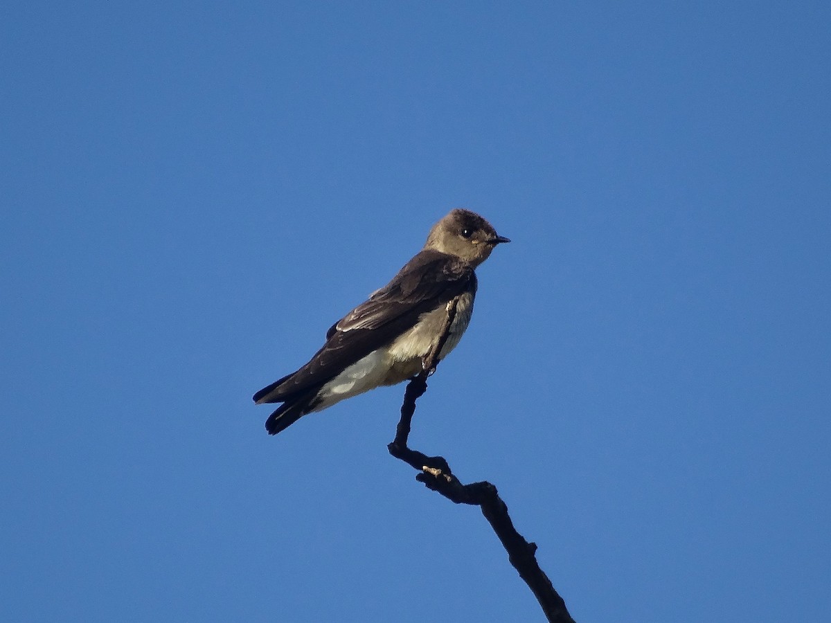 Southern Rough-winged Swallow - Dalcio Dacol