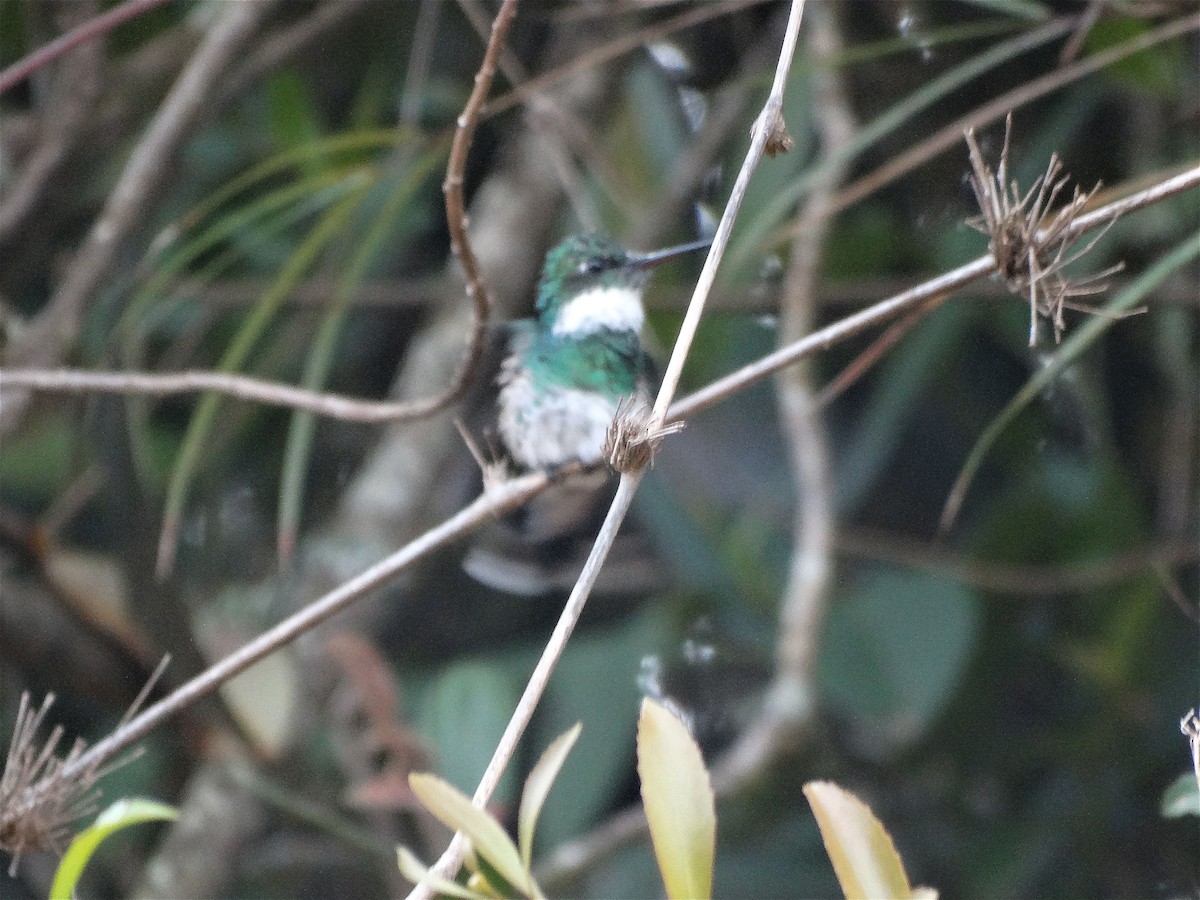 White-throated Hummingbird - Dalcio Dacol