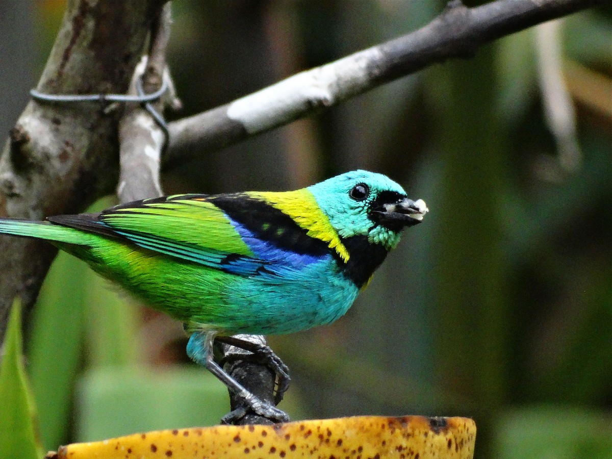 Green-headed Tanager - ML137196421