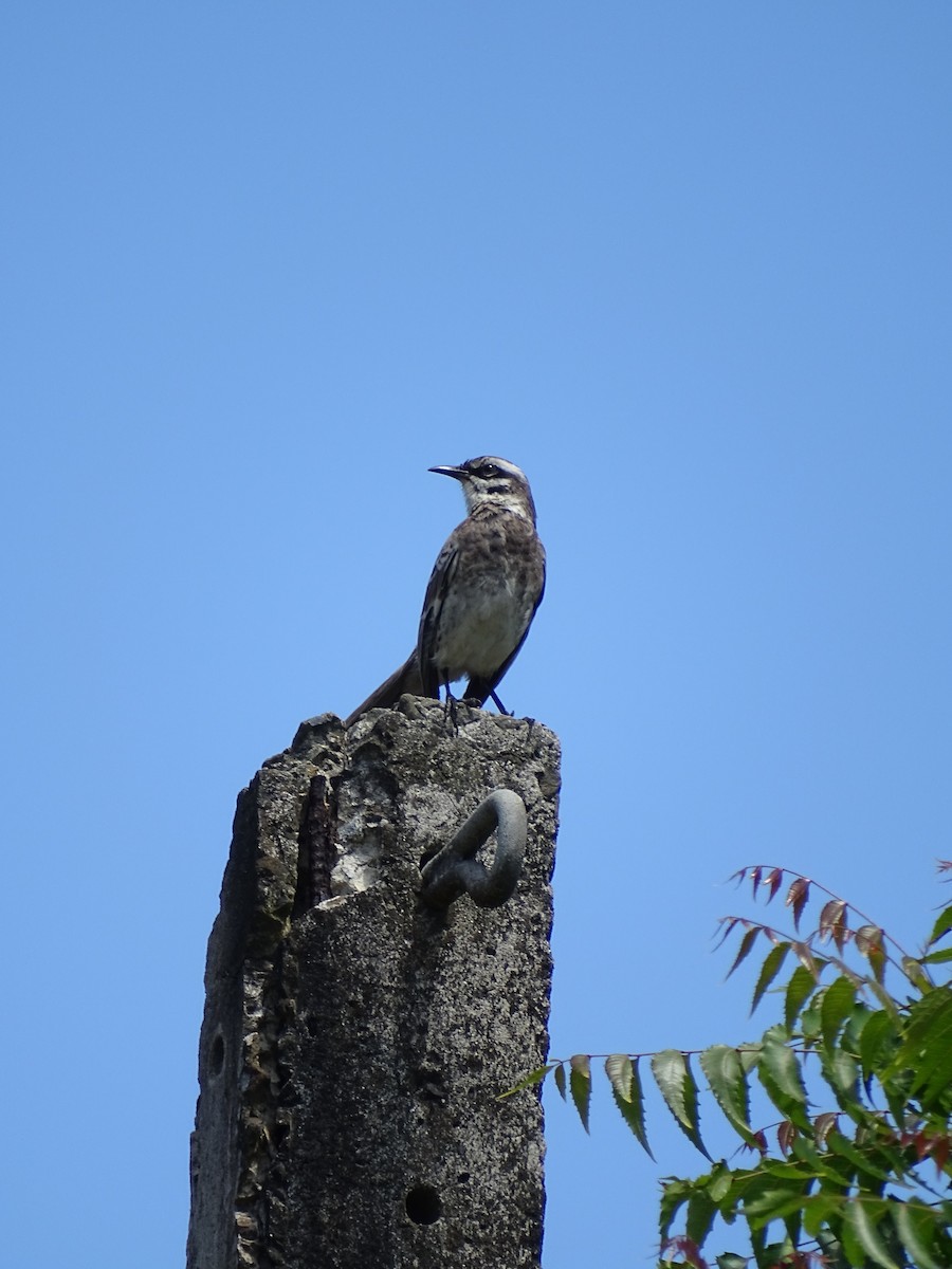 Long-tailed Mockingbird - Mark Dorriesfield
