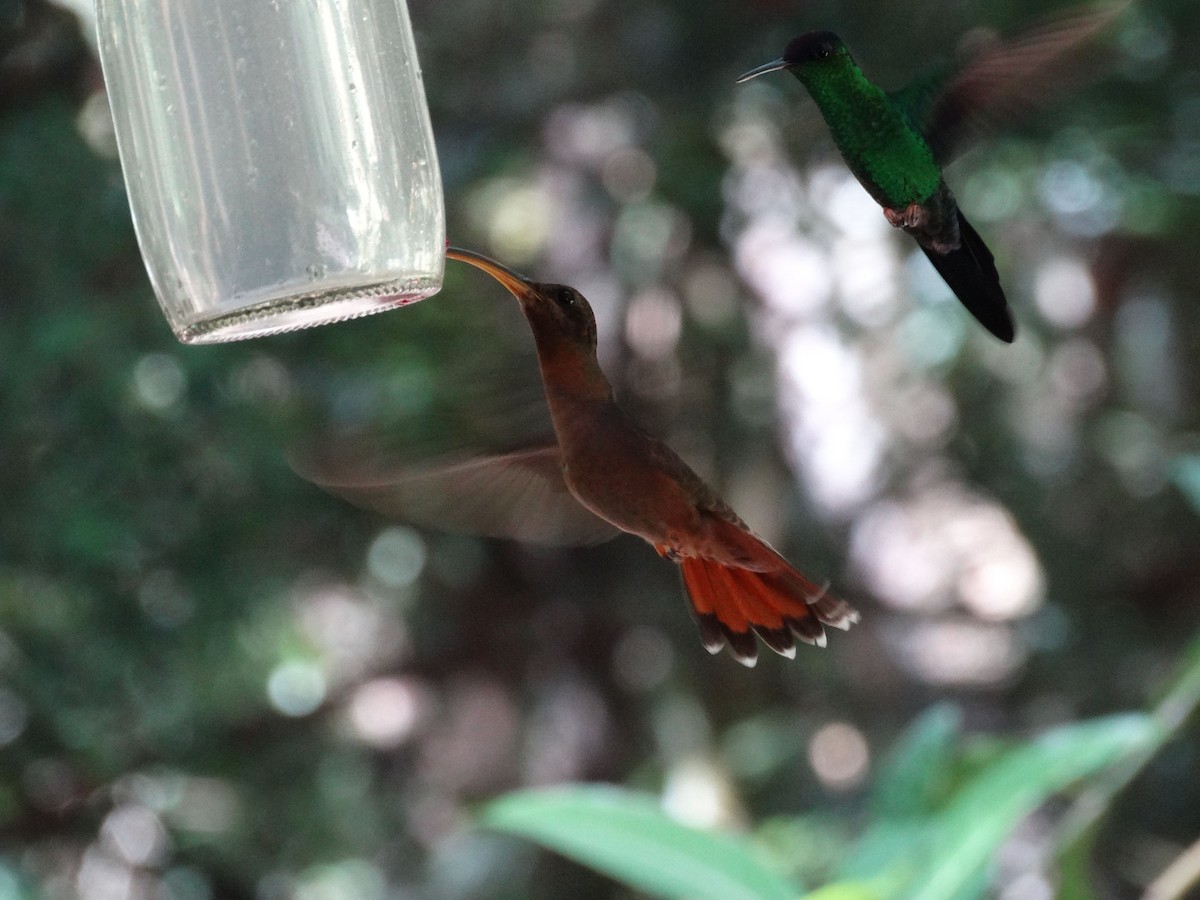 Rufous-breasted Hermit - ML137196831