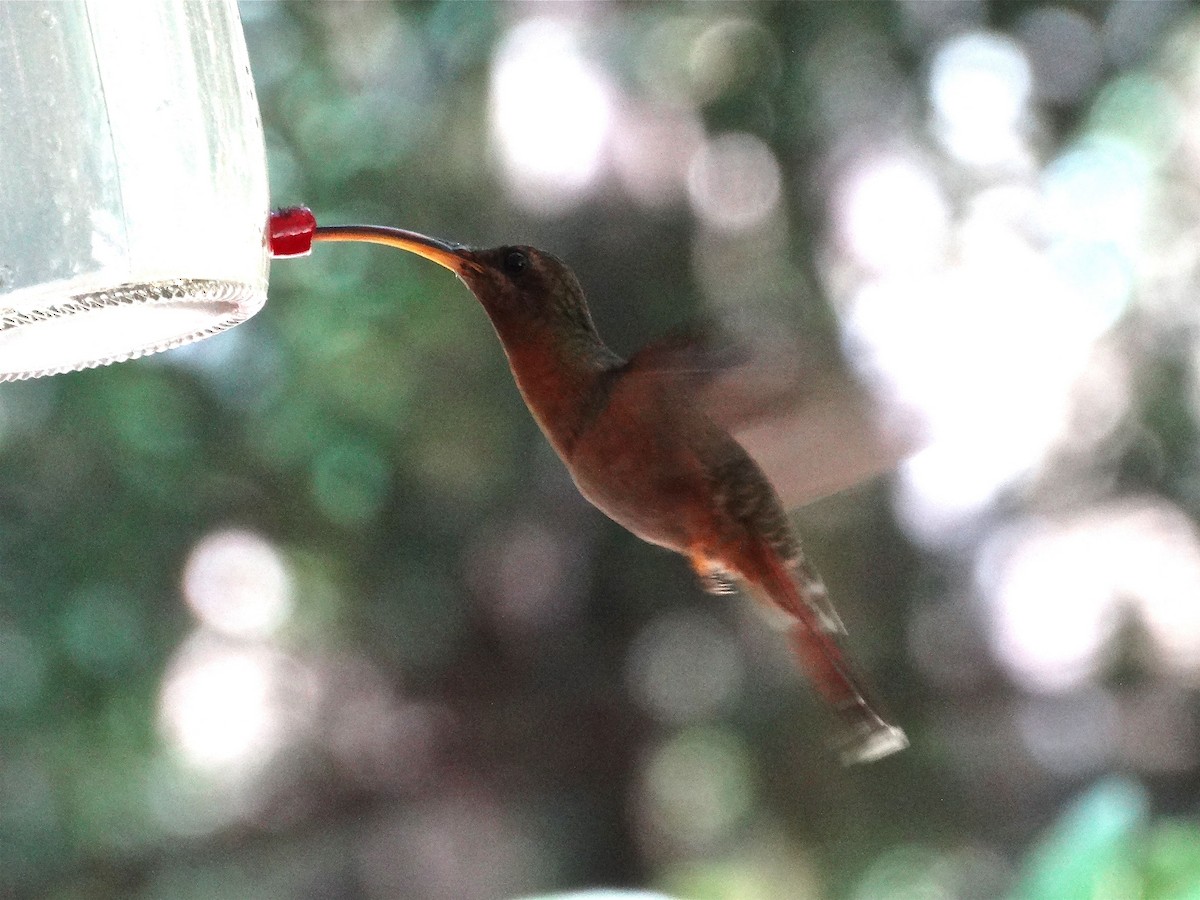 Rufous-breasted Hermit - ML137196851