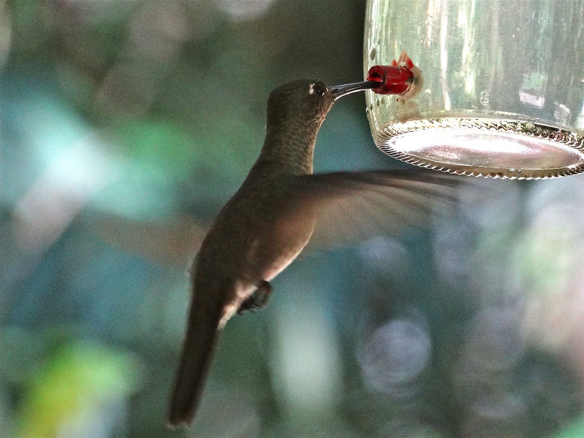 Sombre Hummingbird - ML137196891