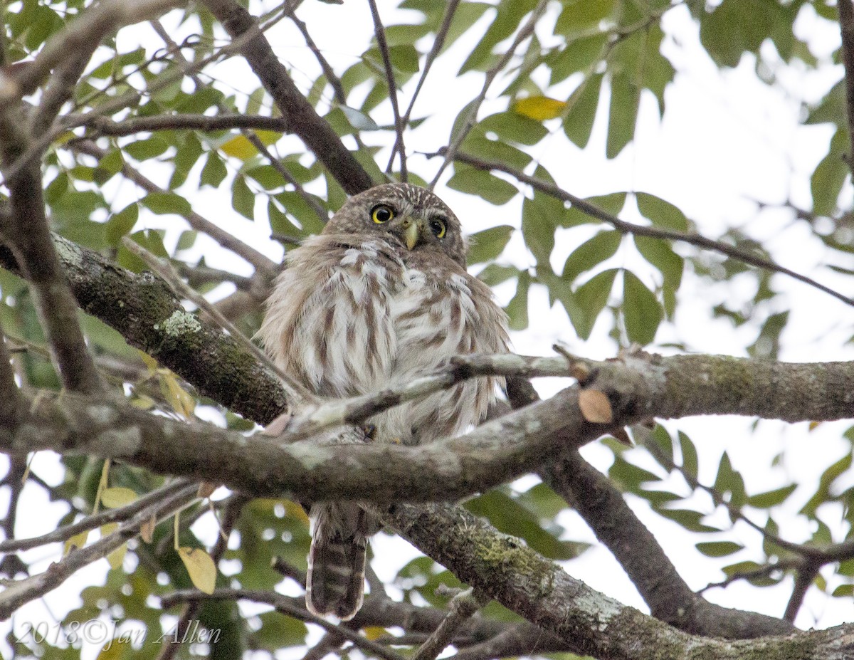 Ferruginous Pygmy-Owl - Jan Allen