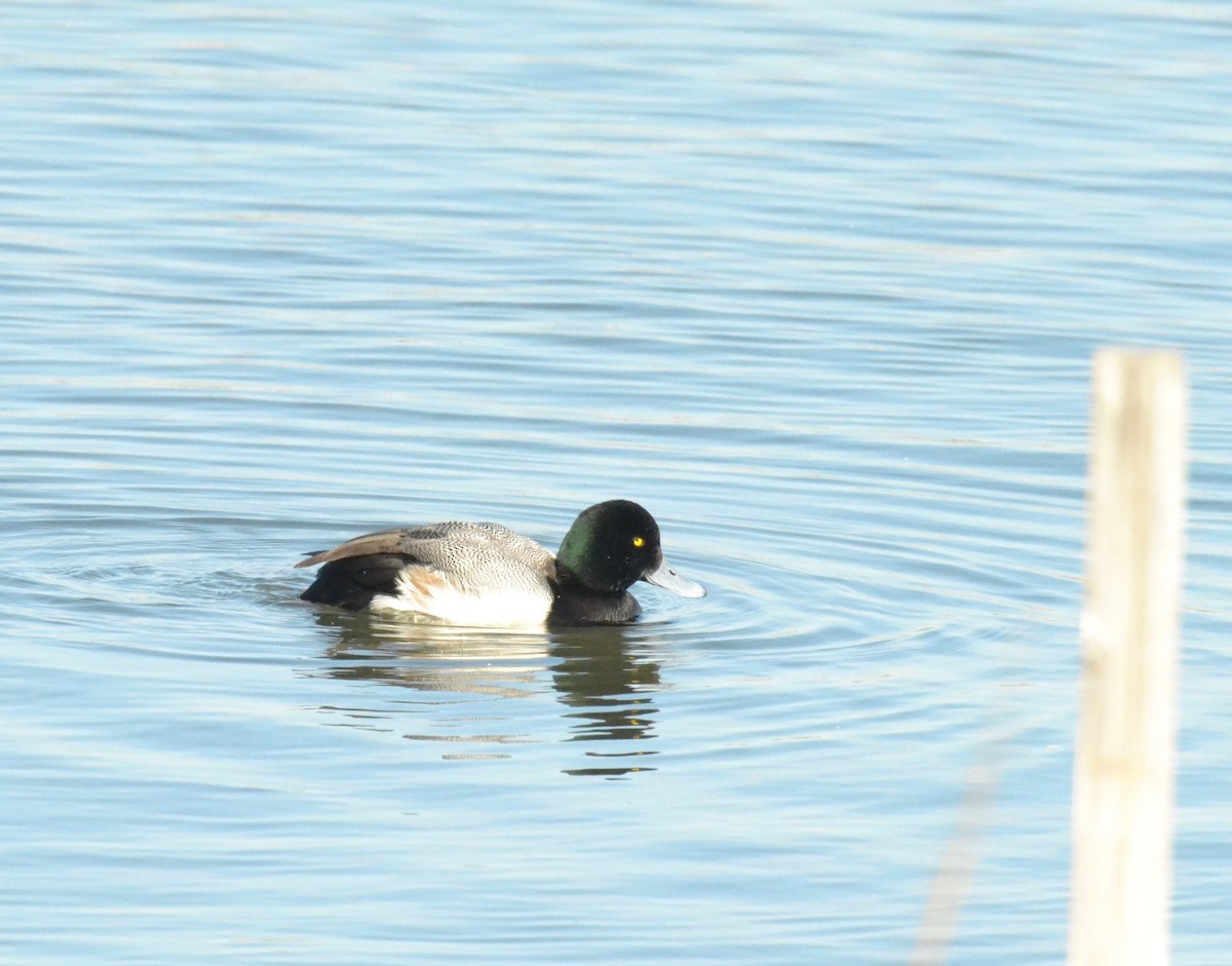 Greater Scaup - Peter Paul