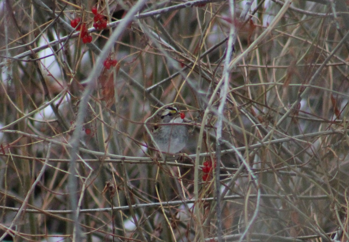 White-throated Sparrow - ML137201801