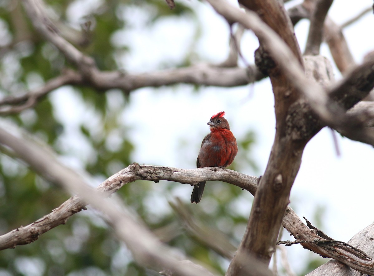 Red-crested Finch - Daniel Branch