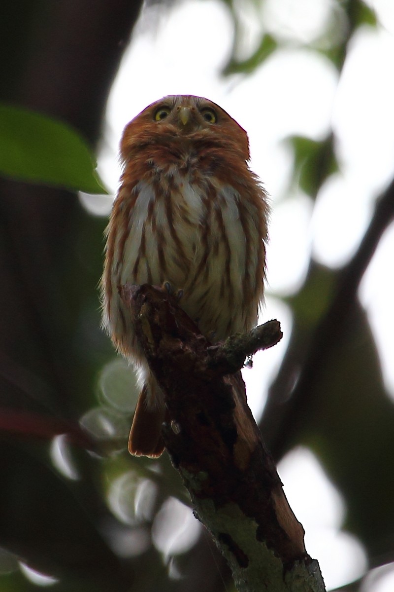 Ferruginous Pygmy-Owl - Ryan Candee