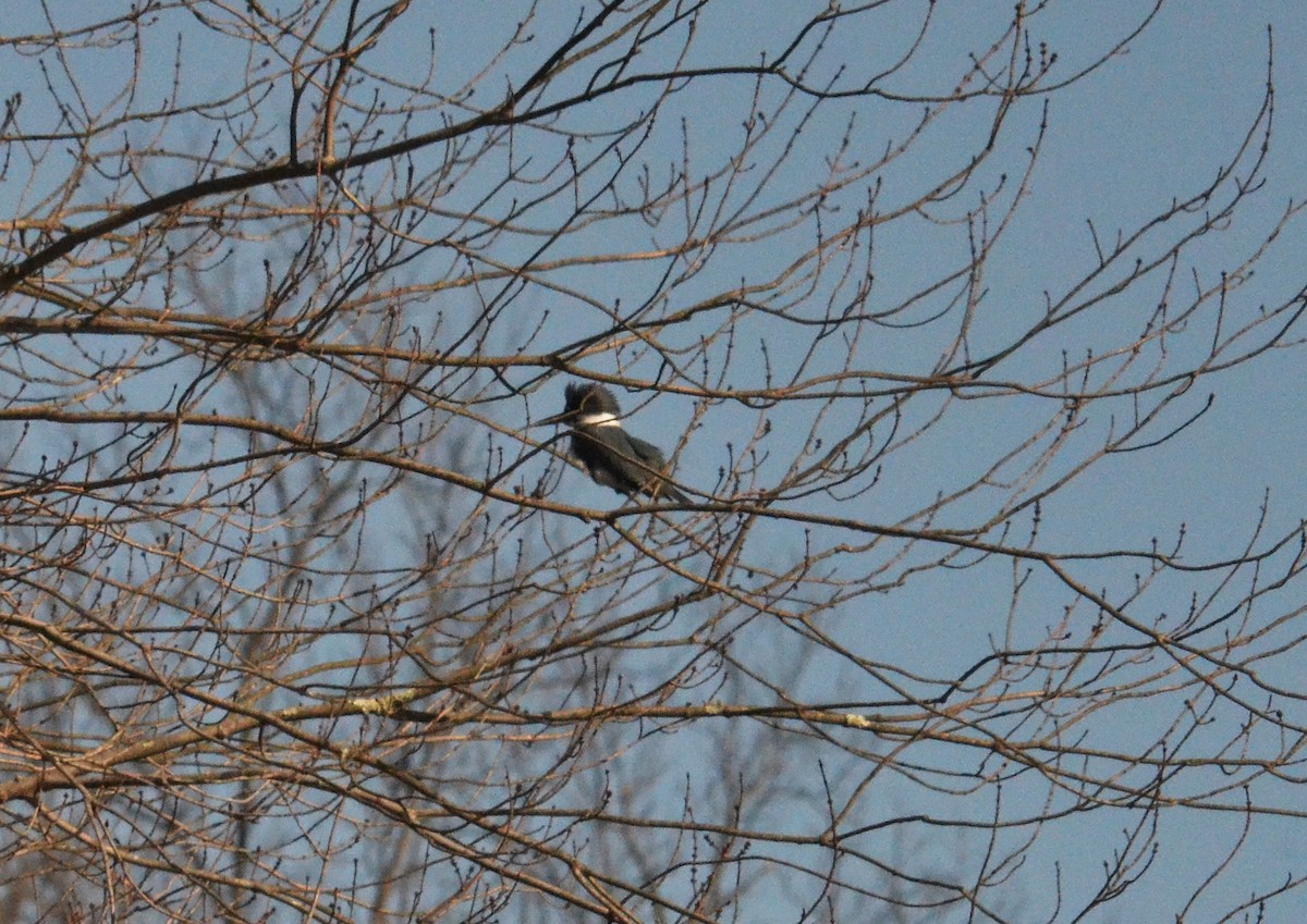 Belted Kingfisher - ML137206231