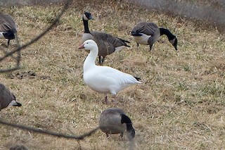 Snow Goose, ML137207551