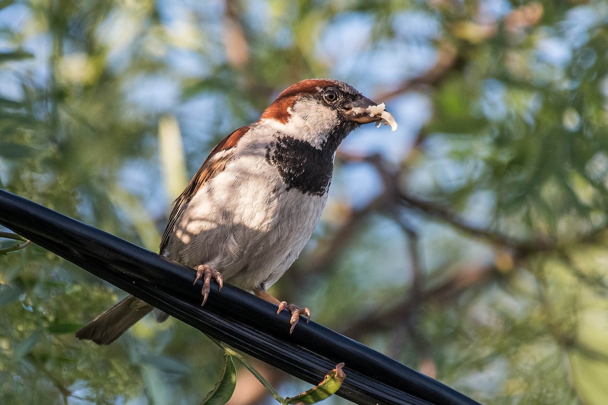 House Sparrow - Terence Alexander