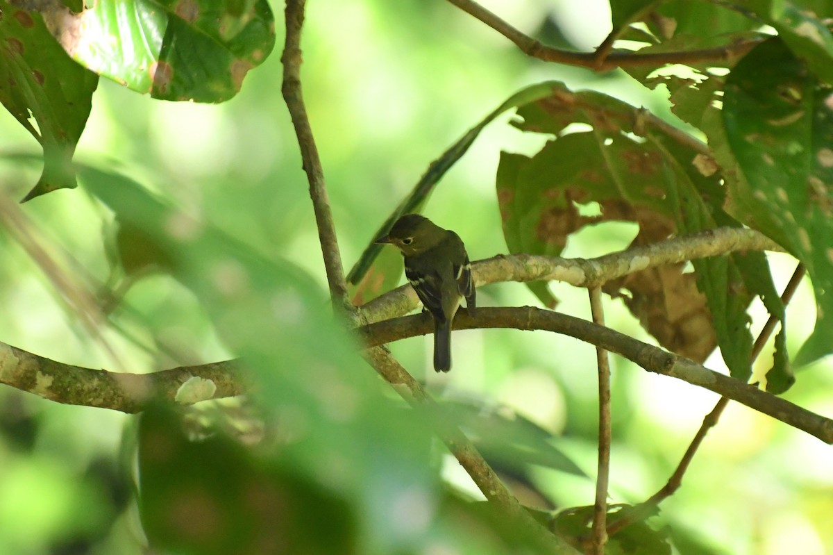 Yellow-bellied Flycatcher - Epi Shemming