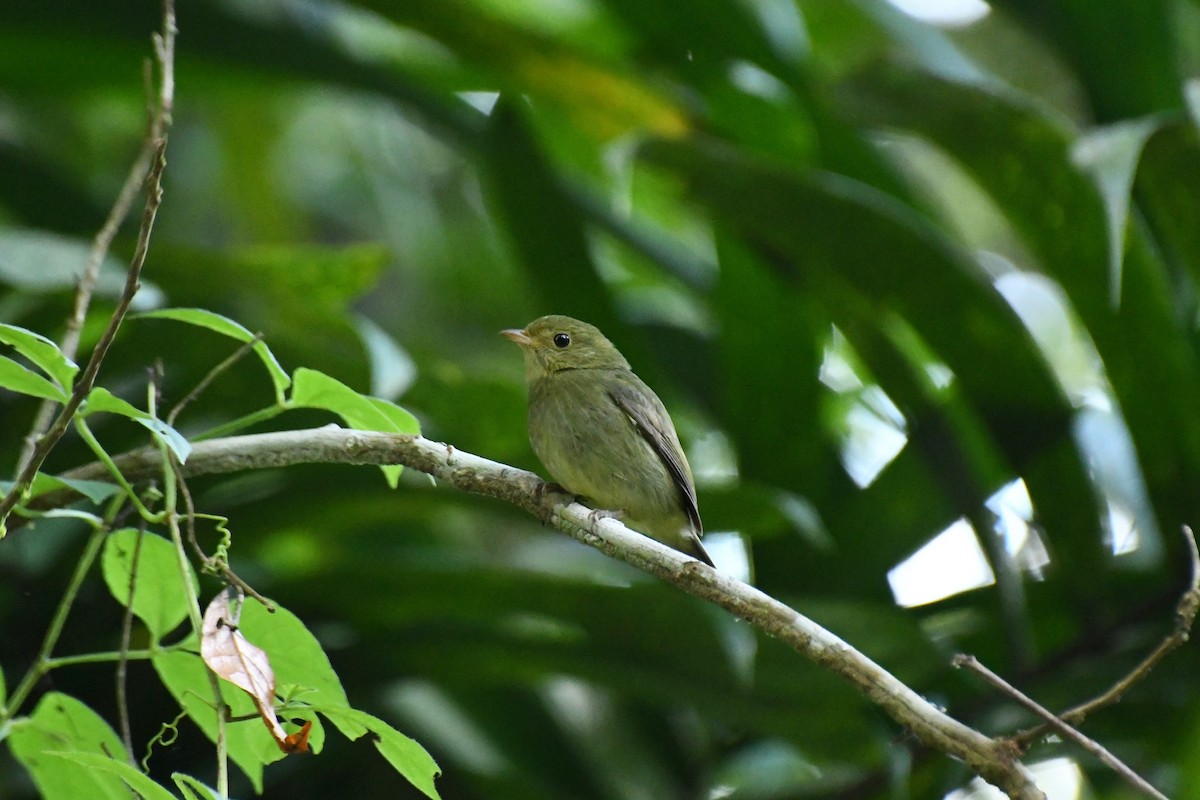 Red-capped Manakin - ML137211951
