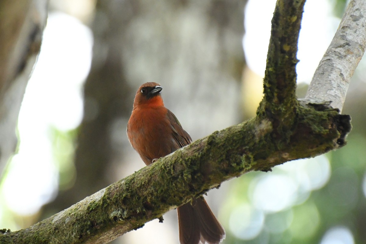 Red-throated Ant-Tanager - ML137212891
