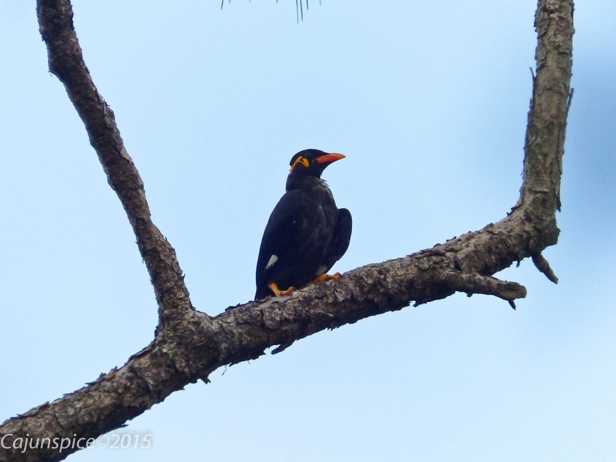 Common Hill Myna - Anonymous