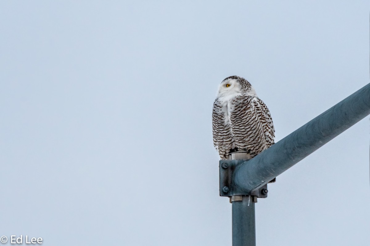 Snowy Owl - ML137216441