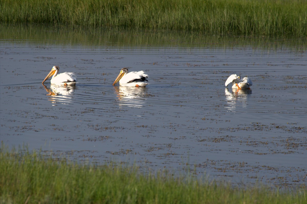 American White Pelican - Tom Lally