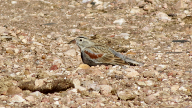 Thick-billed Longspur - ML137219231