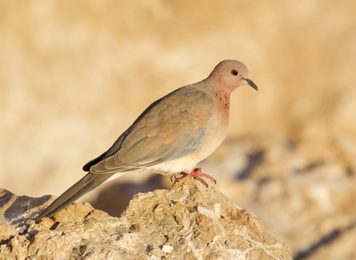 Laughing Dove - ML137220591