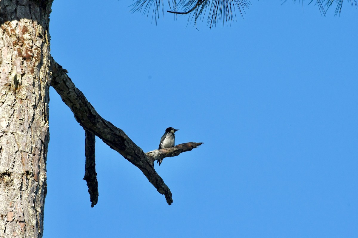 Acorn Woodpecker - ML137221441