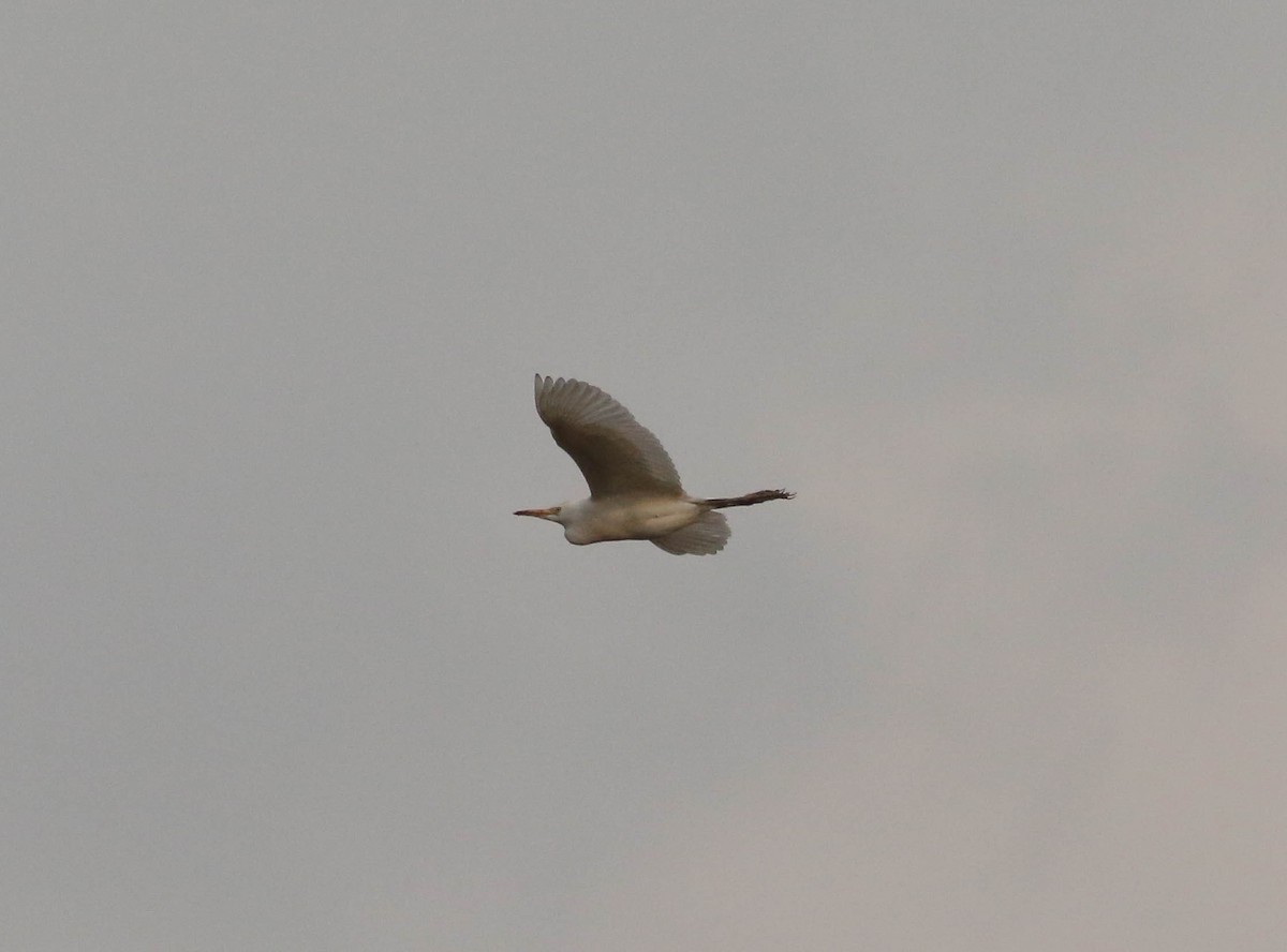 Чапля єгипетська (підвид ibis) - ML137223481