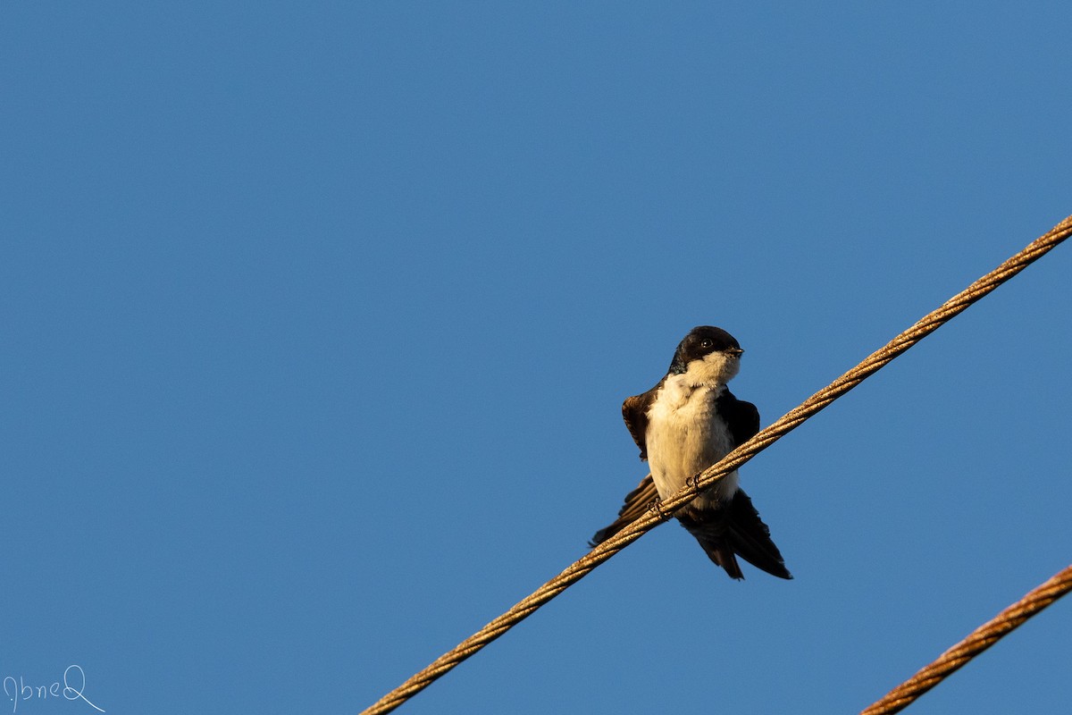Blue-and-white Swallow - ML137223531