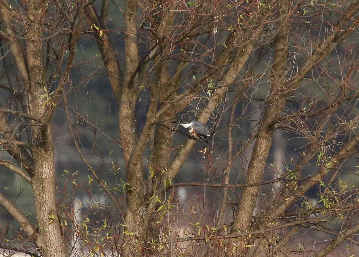 Belted Kingfisher - ML137223581