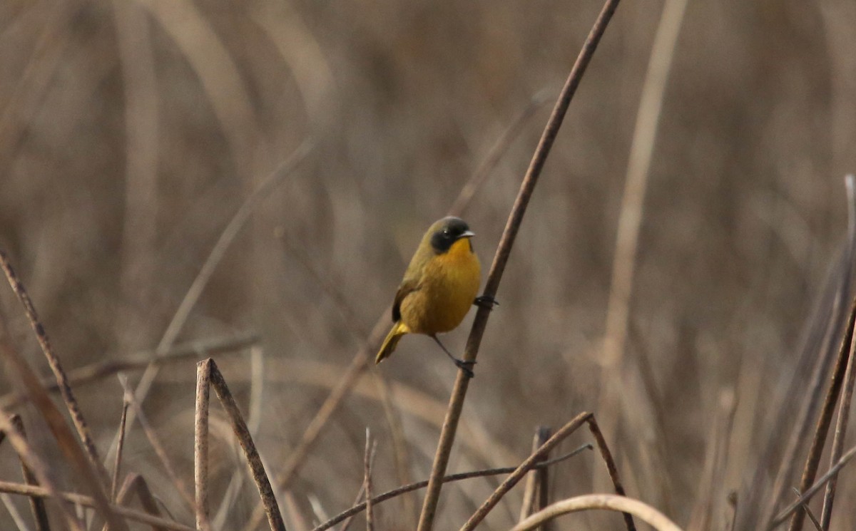 Black-polled Yellowthroat - Phil Kenny