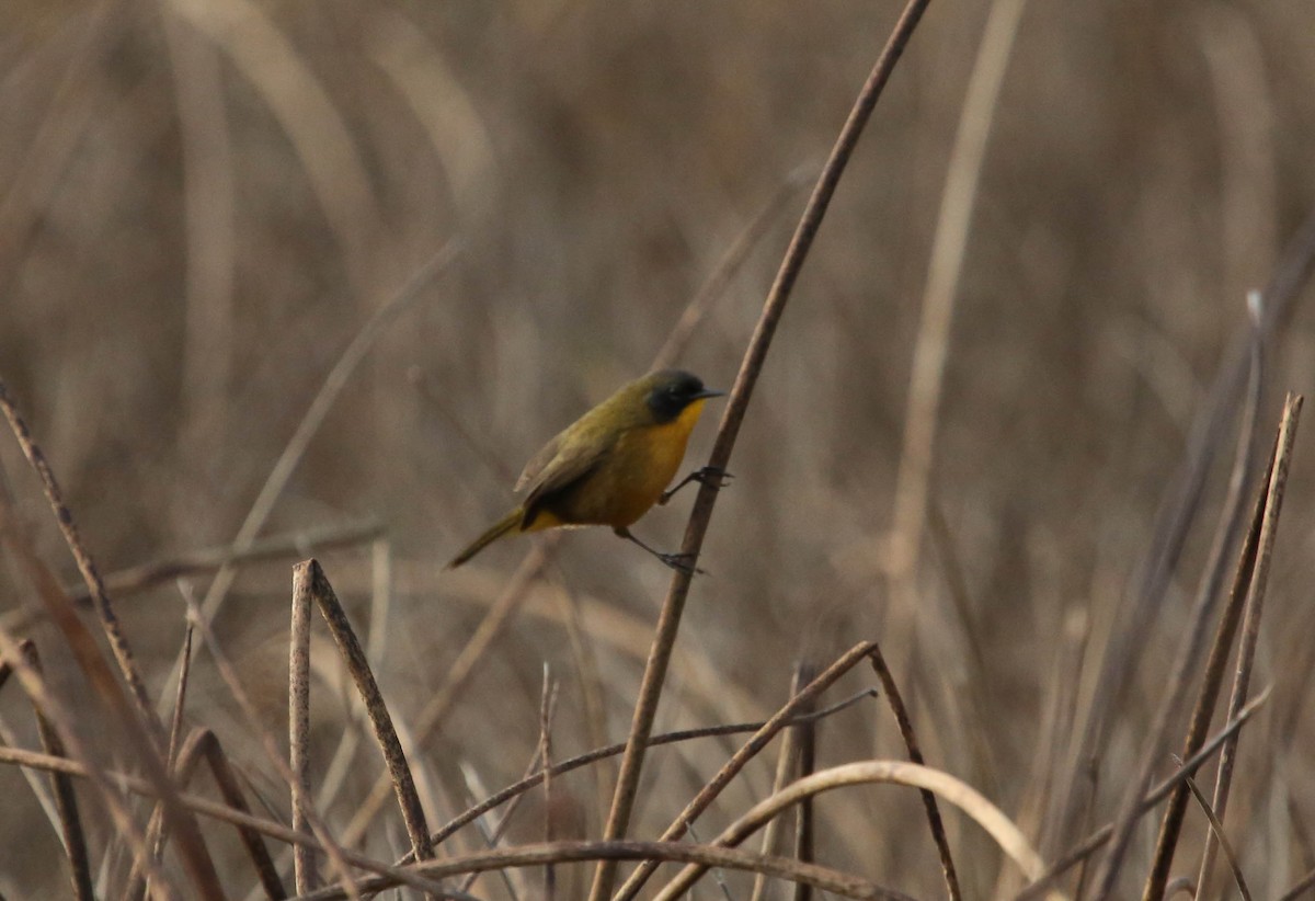 Black-polled Yellowthroat - Phil Kenny